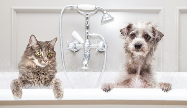 Alegerea bateriei de cadă-duș - de unde să începi?